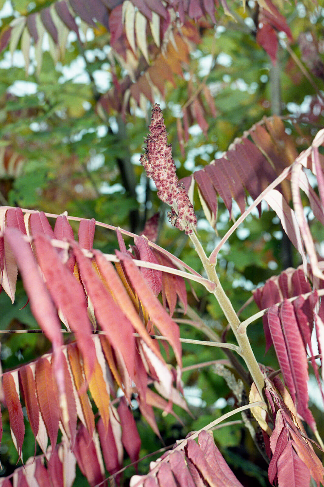 INA NIEHOFF - TRAVEL