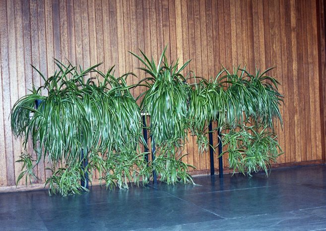 INA NIEHOFF - RATHAUS MARL