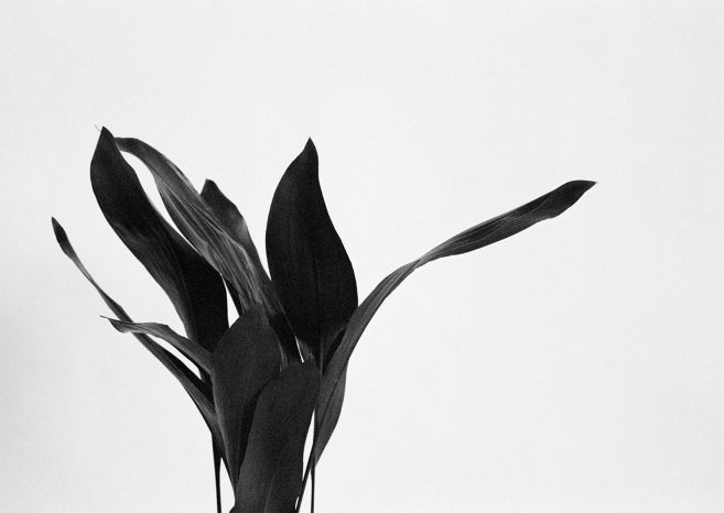 INA NIEHOFF - ZIMMER BEPFLANZEN