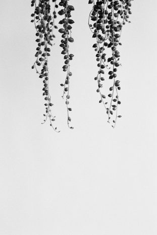 INA NIEHOFF - ZIMMER BEPFLANZEN