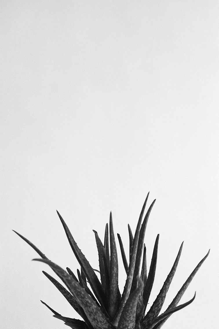 INA NIEHOFF - ZIMMER BEPFLANZEN