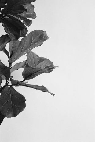 INA NIEHOFF - ZIMMER BEPFLANZEN