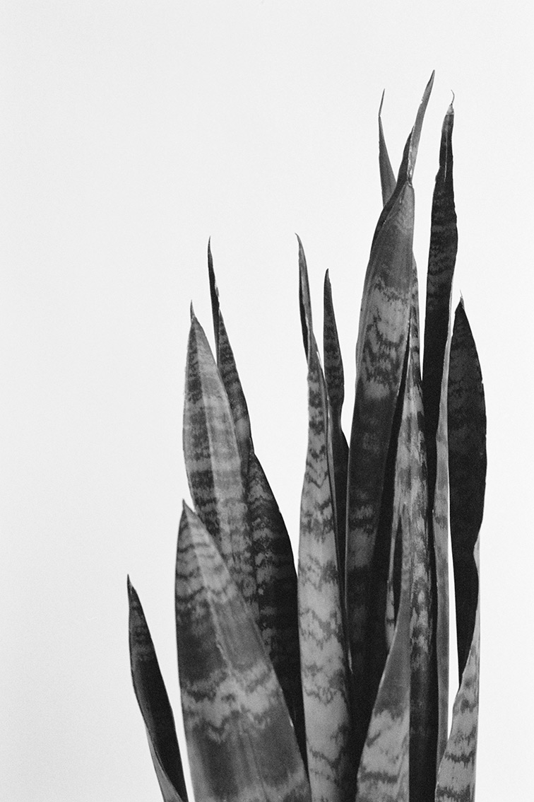 INA NIEHOFF - ZIMMER BEPFLANZEN