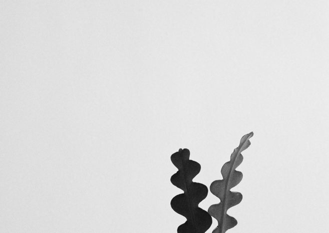 INA NIEHOFF - ZIMMER BEPFLANZEN