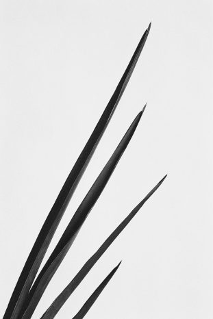 INA NIEHOFF - ZIMMER BEPFLANZEN