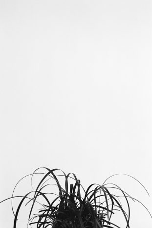 INA NIEHOFF - ZIMMER BEPFLANZEN