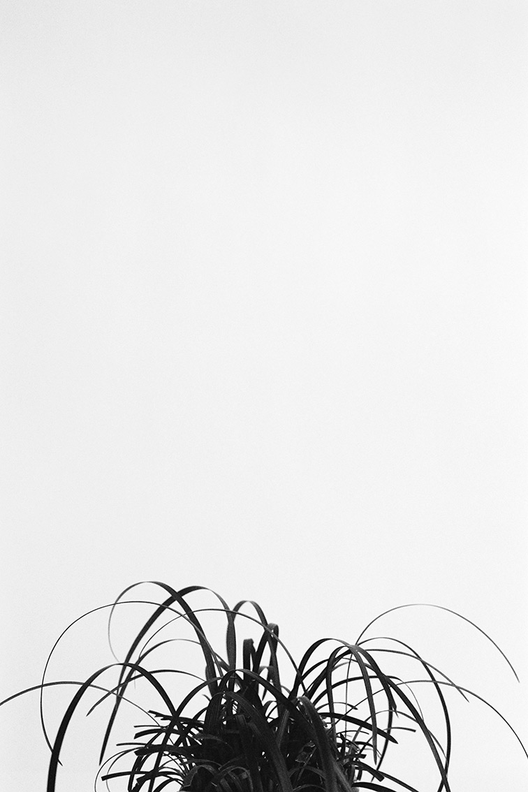 INA NIEHOFF - ZIMMER BEPFLANZEN