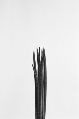 INA NIEHOFF - ZIMMER BEPFLANZEN