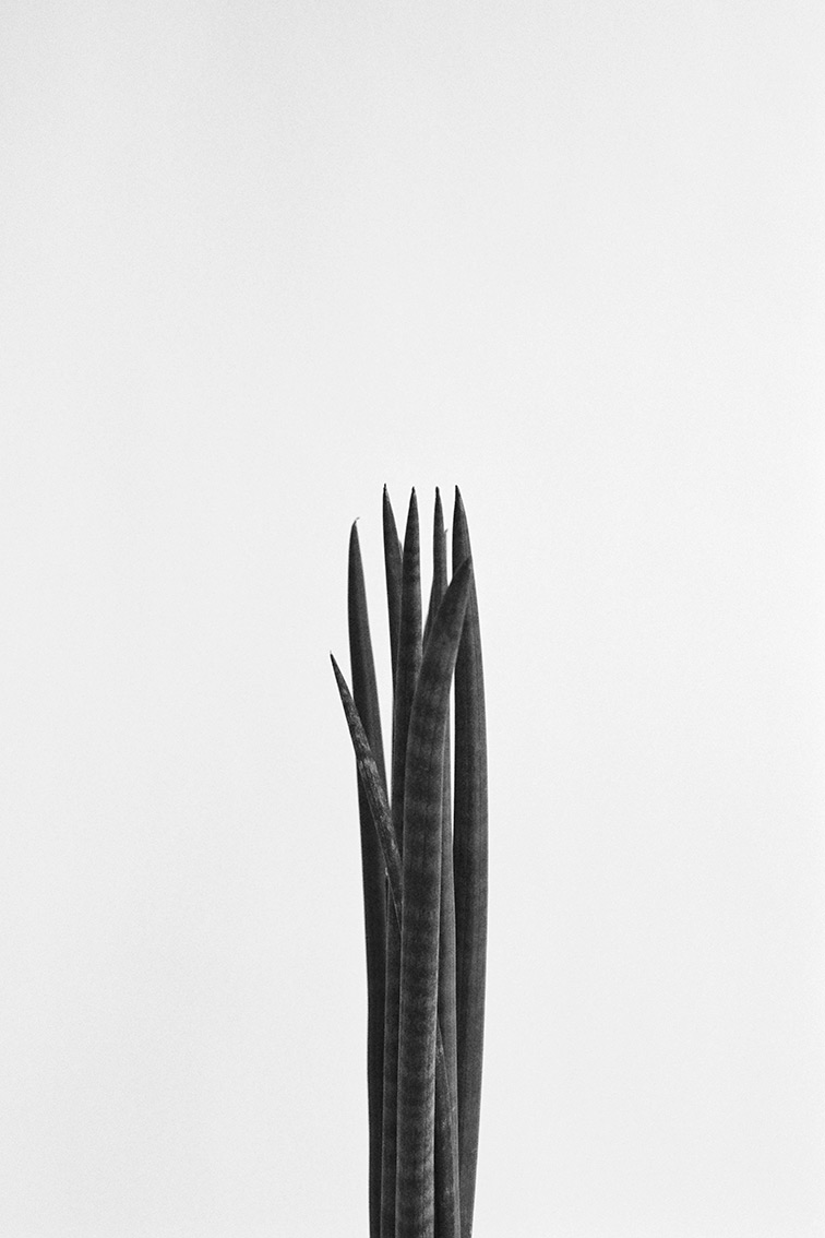 INA NIEHOFF - ZIMMER BEPFLANZEN