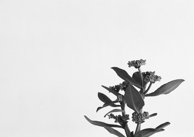 INA NIEHOFF - ZIMMER BEPFLANZEN