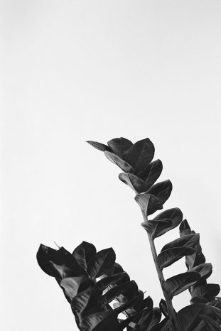 INA NIEHOFF - ZIMMER BEPFLANZEN