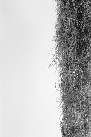 INA NIEHOFF - ZIMMER BEPFLANZEN