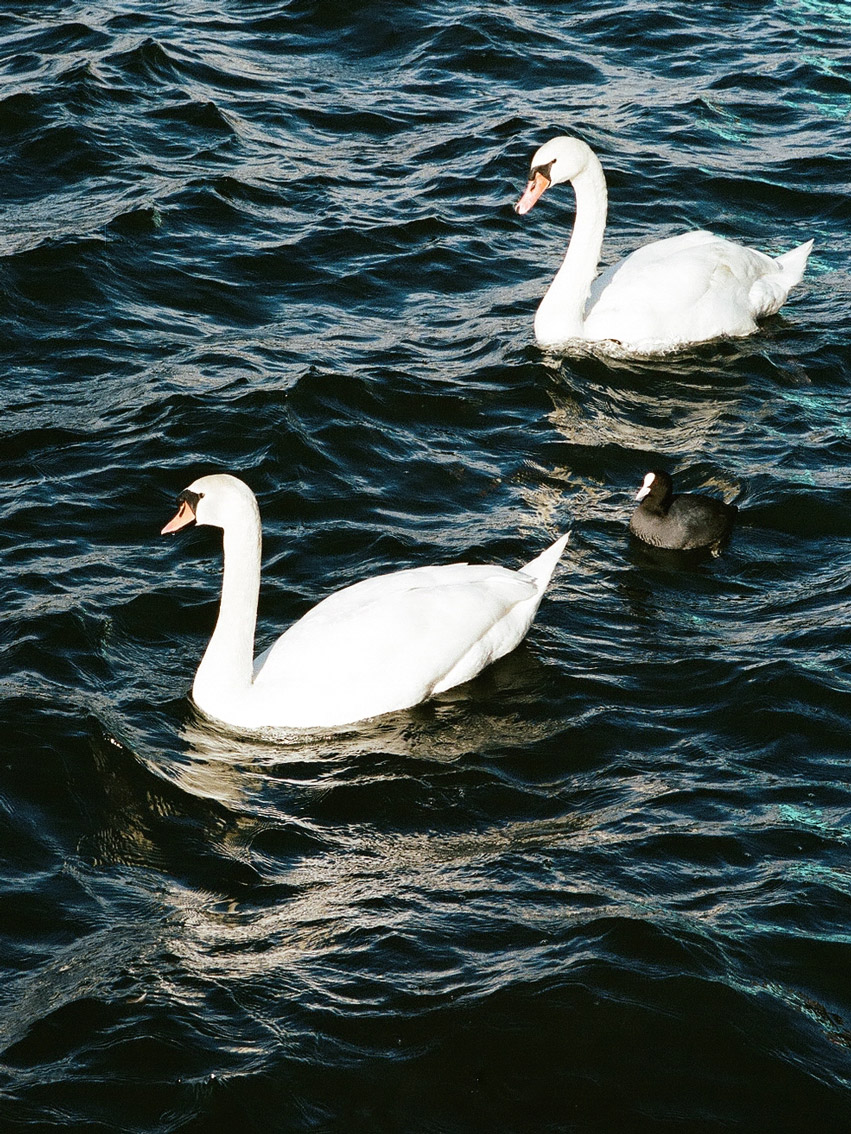 INA NIEHOFF - Itineraries of Taste