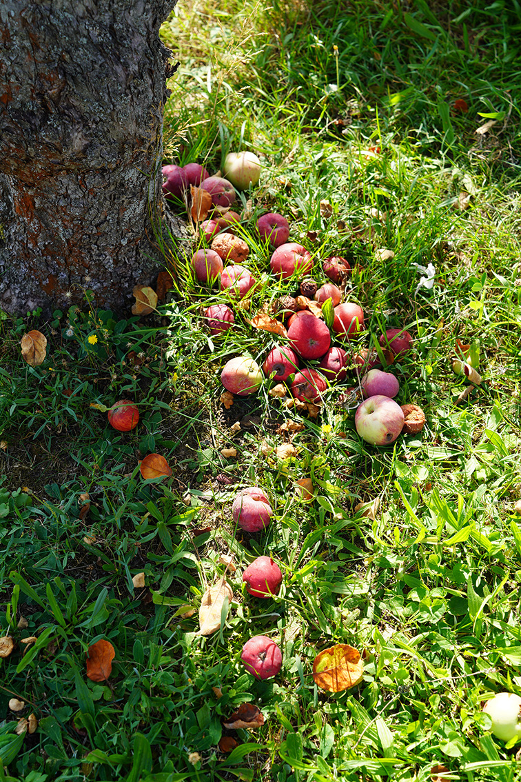 INA NIEHOFF - GRAY LABEL – EVERYDAY ESSENTIALS SS25